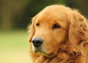 开云APP-福克斯压制级发挥撕裂防线，辽宁队多点开花轻取爵士